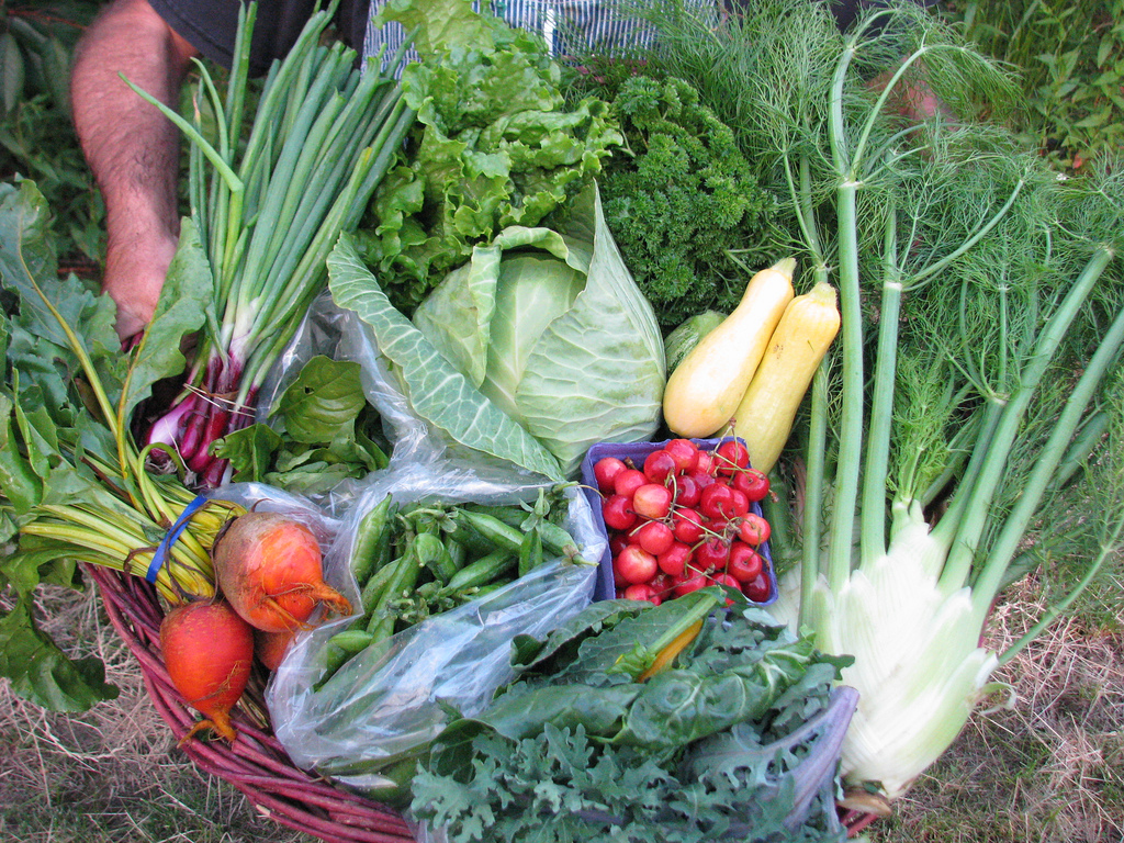 this week in your csa share {july 3}