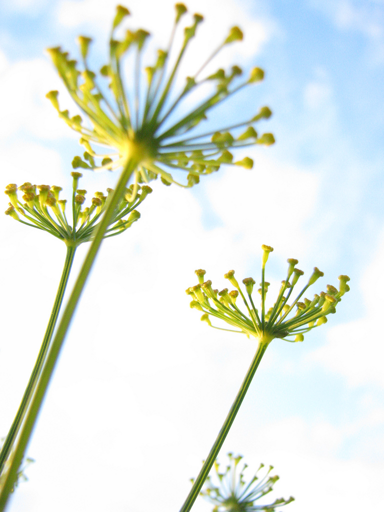 this week at market {july 3}