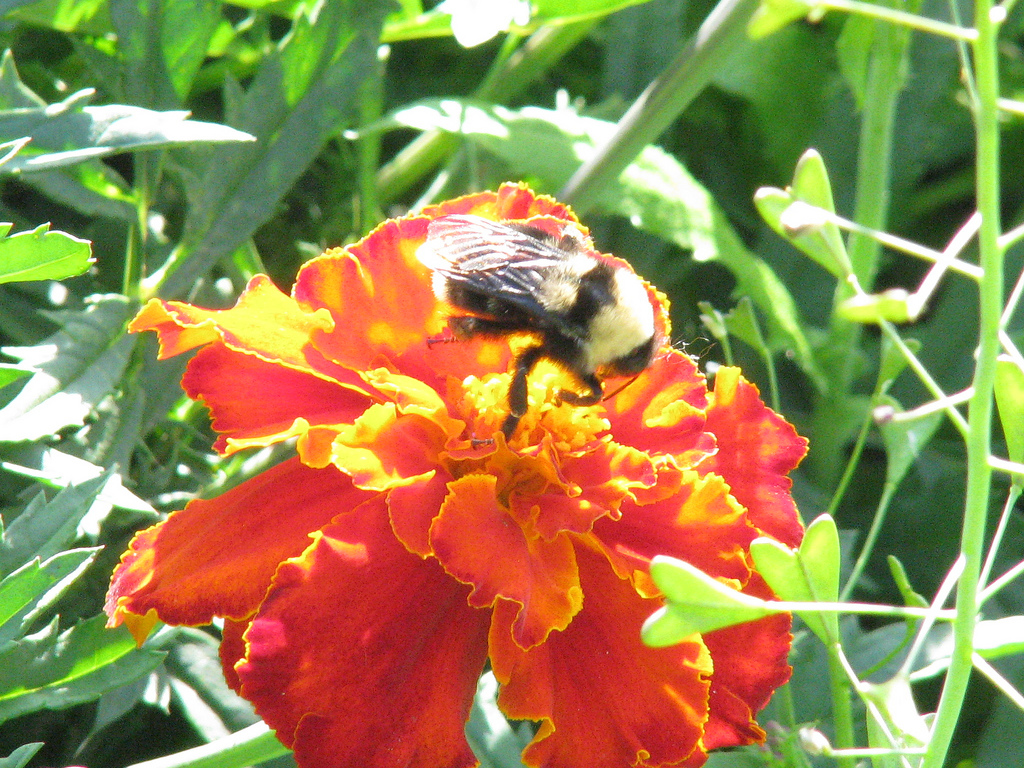 this week at market {july 10}