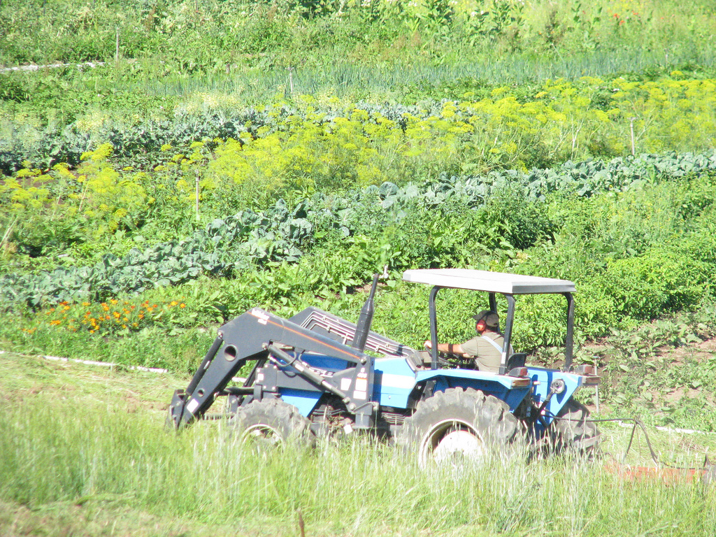 this week at market {july 24}