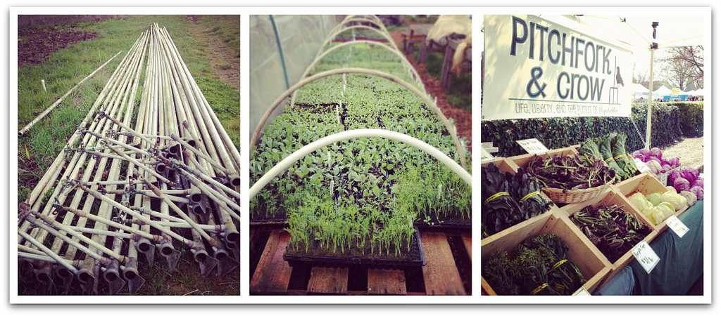 this week at market {april 14}