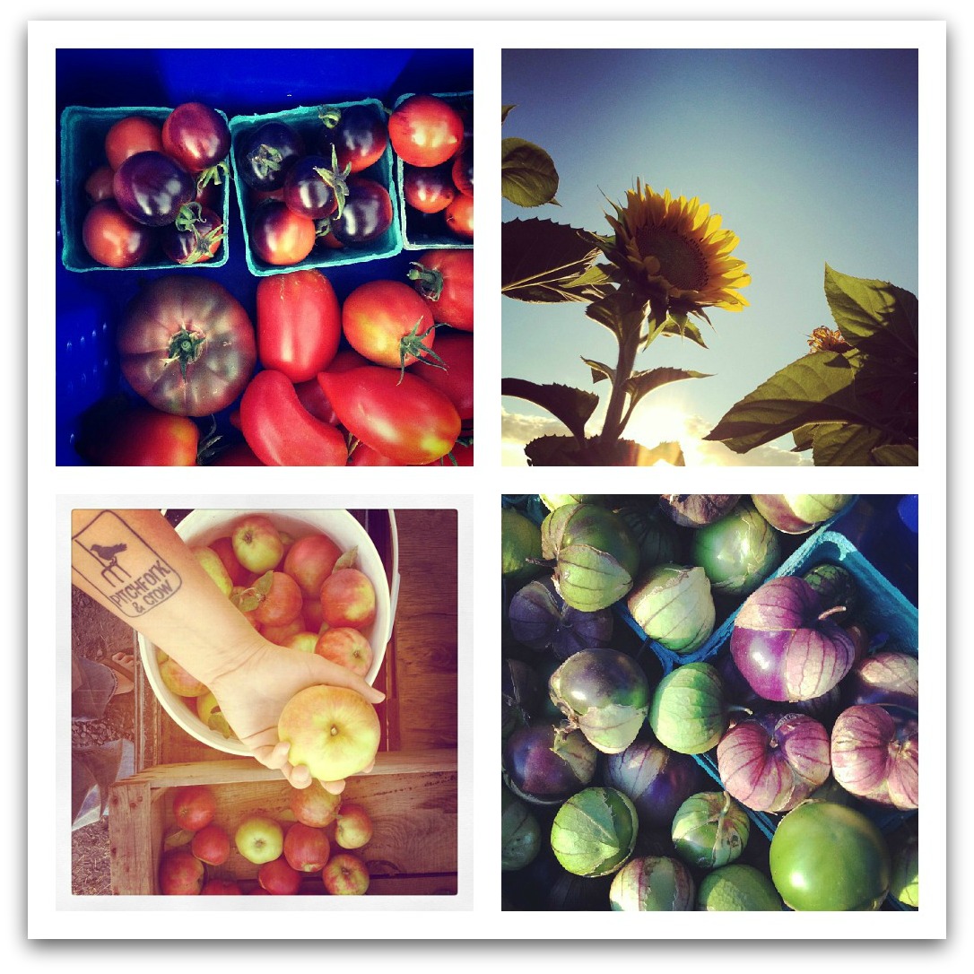 this week at market {august 25}