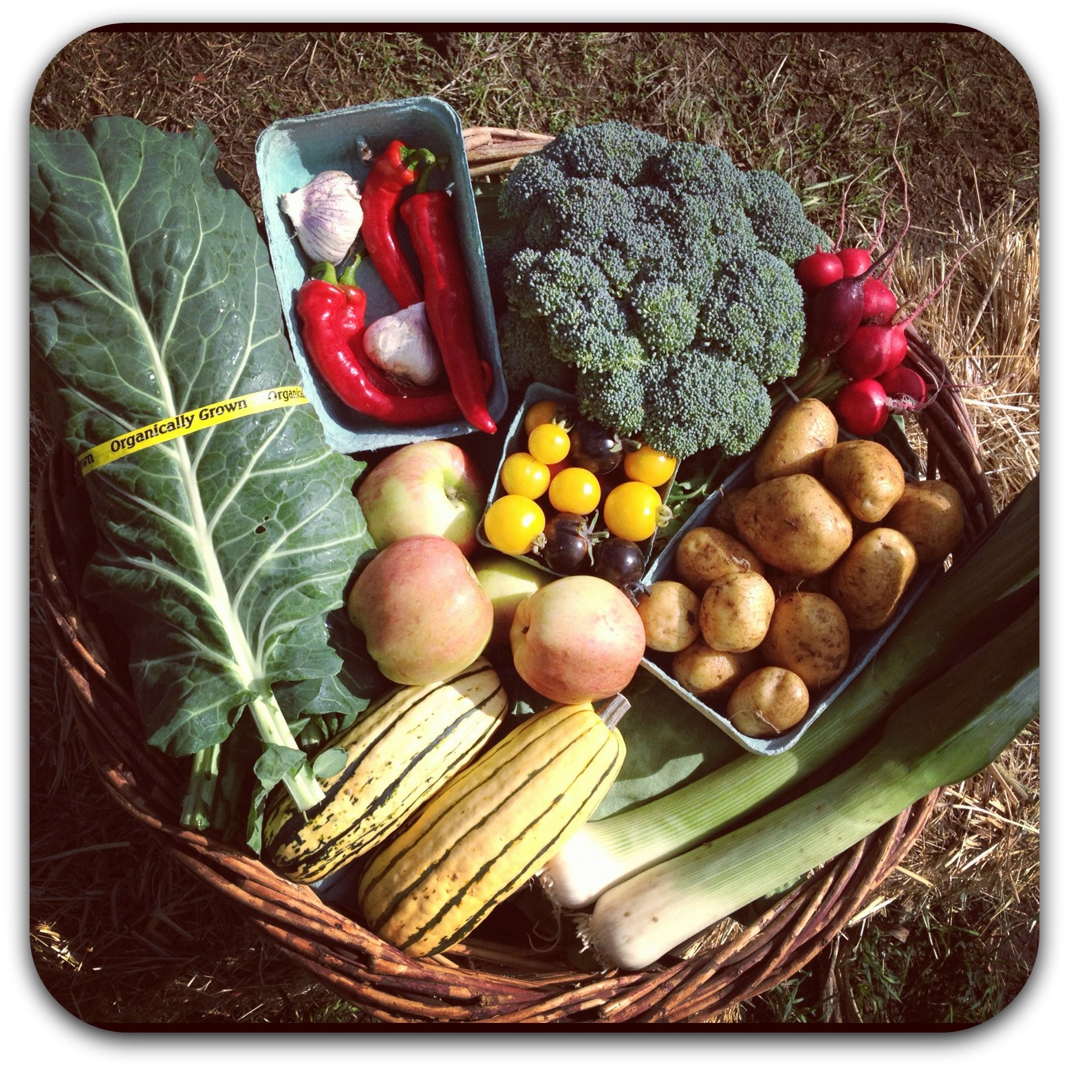 csa share – week 22 {october 16}