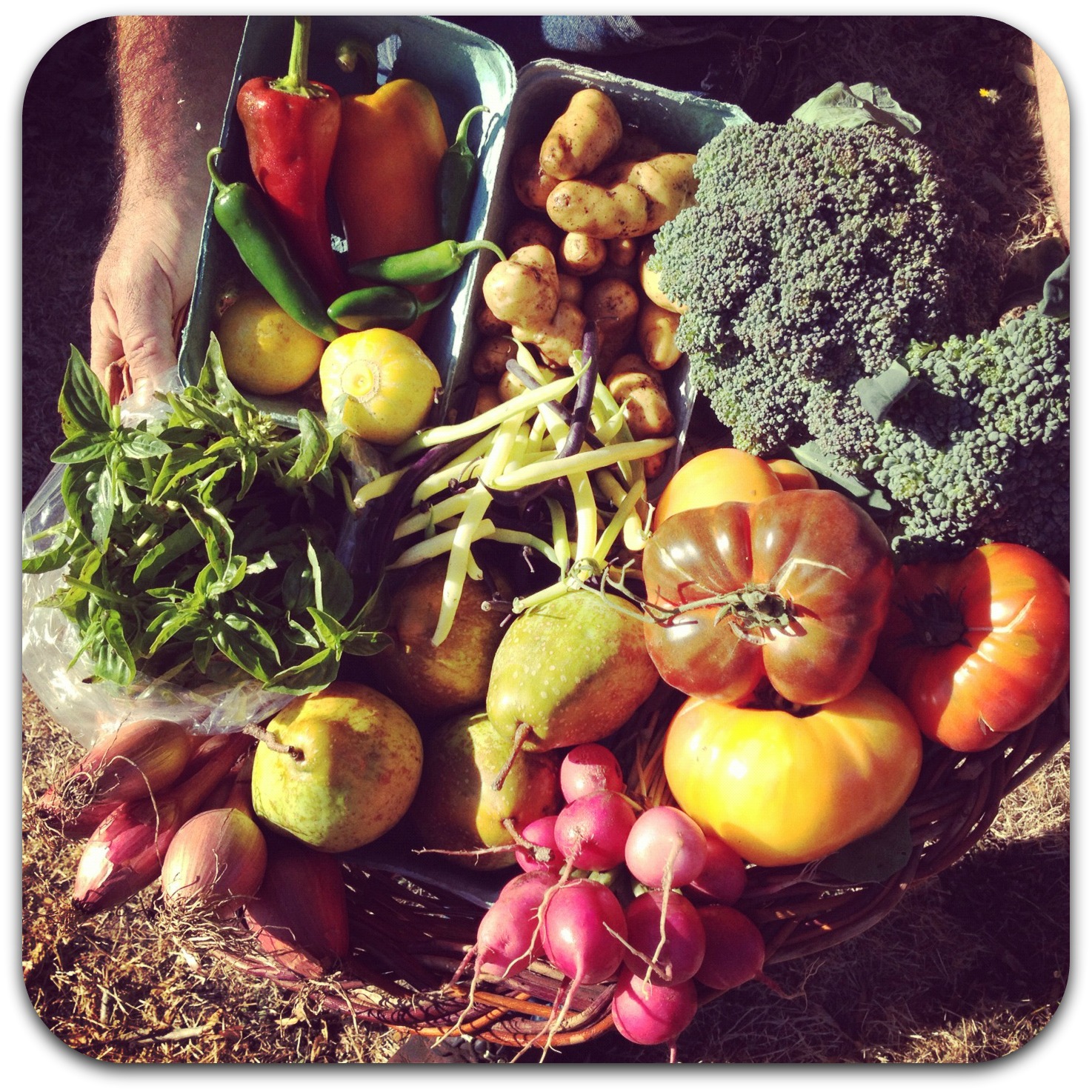 csa share – week 20 {october 2}