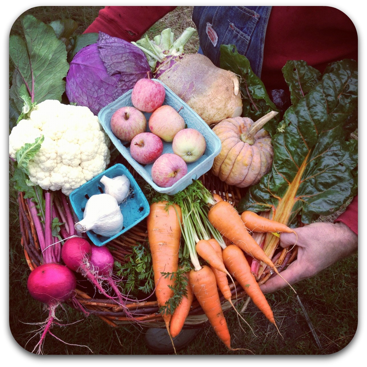 csa share – week 24 {october 30}