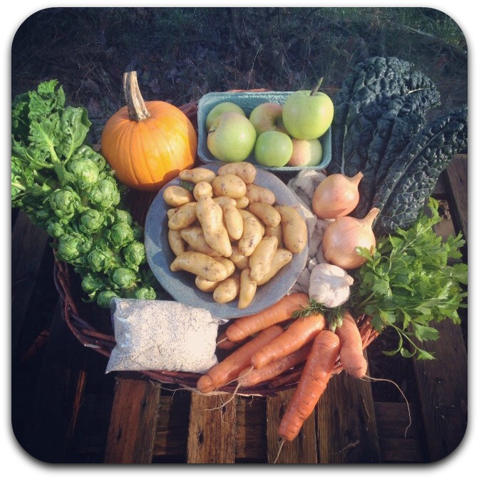 csa share – week 28 {november 26}