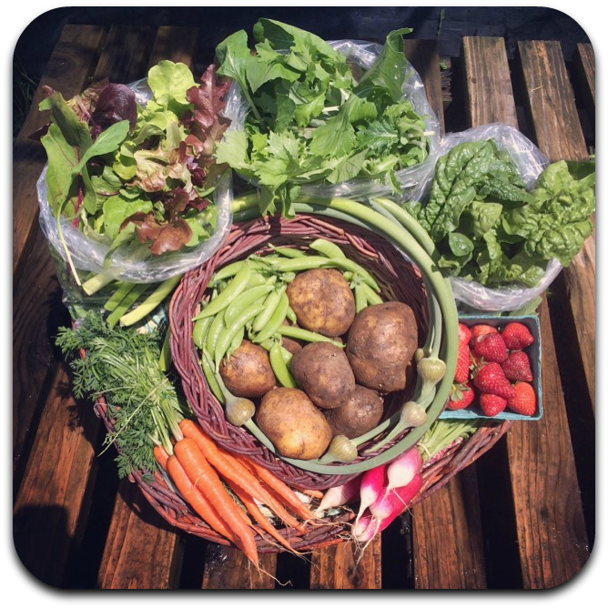 summer csa share – week 1