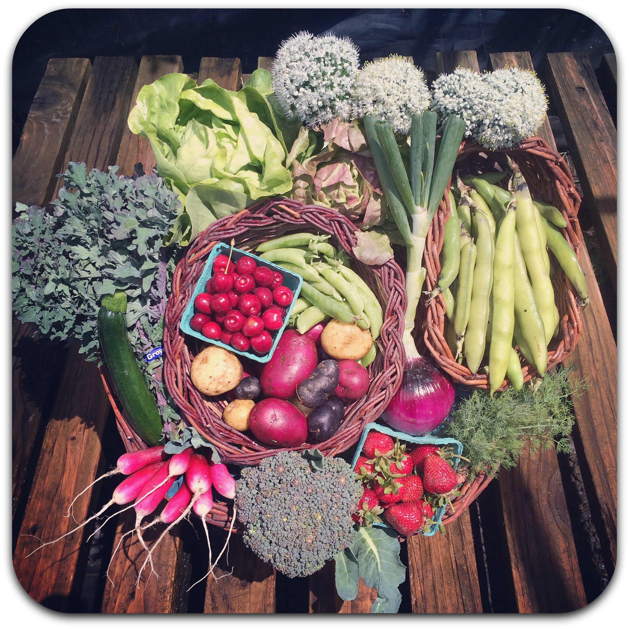 summer csa share – week 4