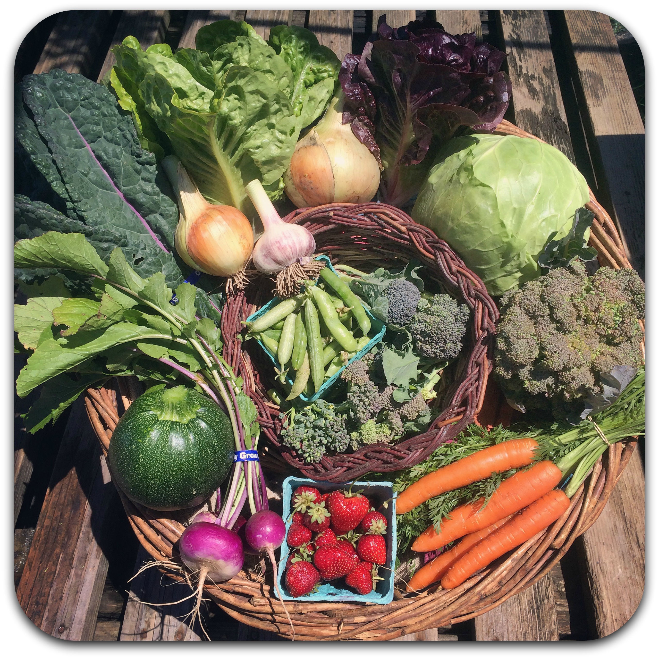summer csa share – week 5