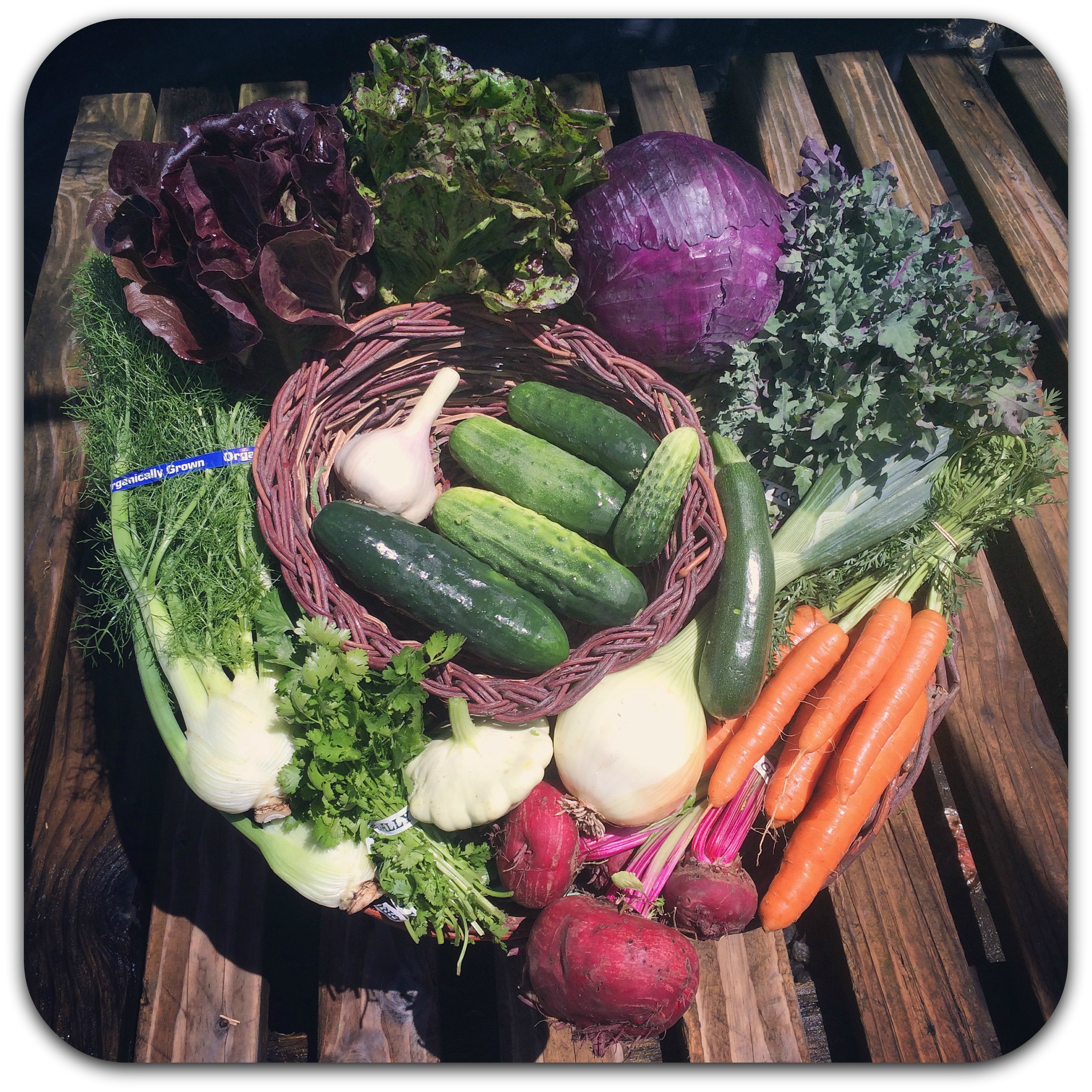 summer csa share – week 6