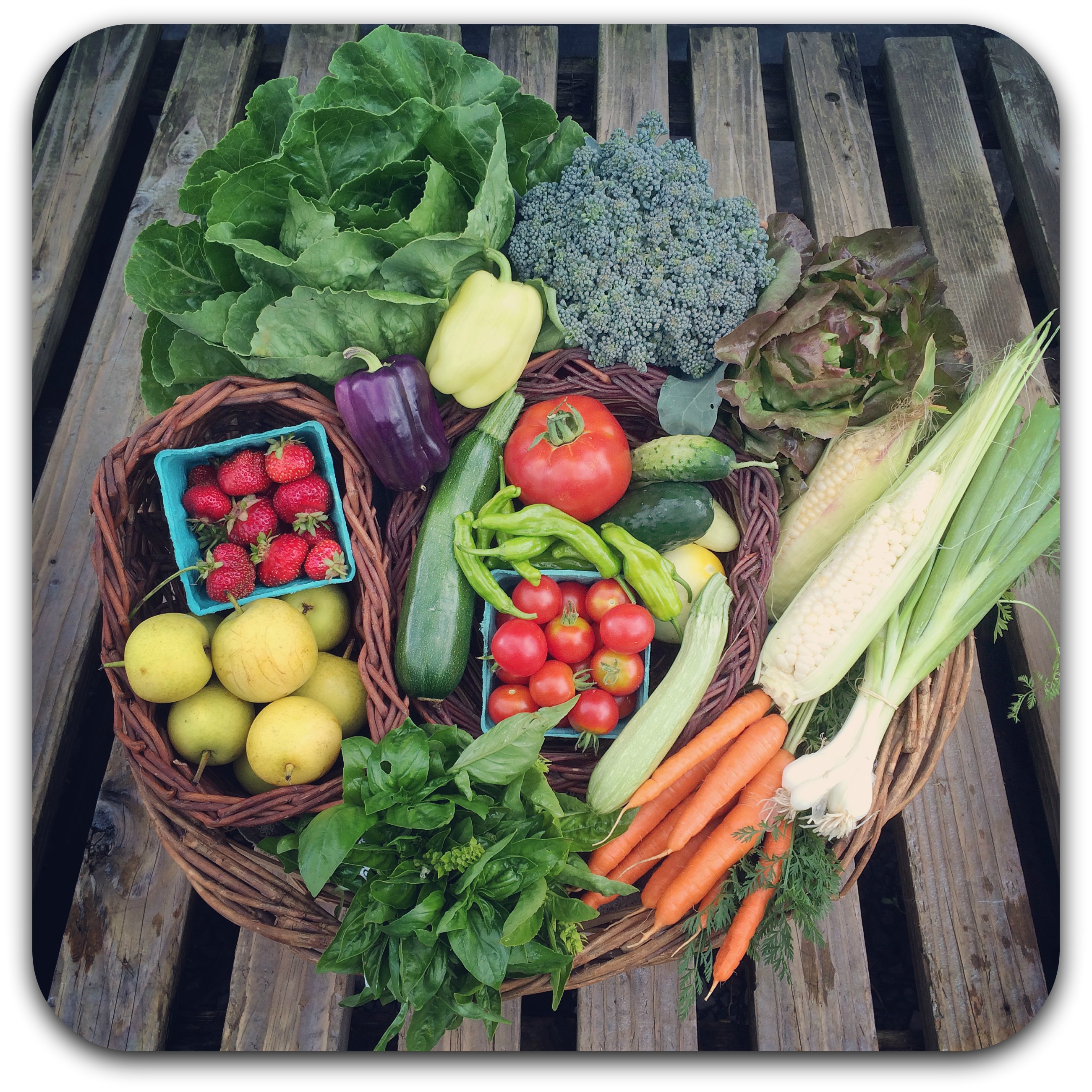 summer csa share – week 12