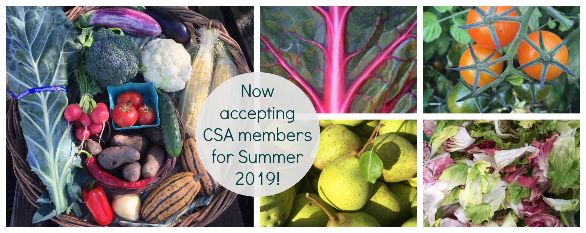 Join us for the 2019 Summer CSA Season!