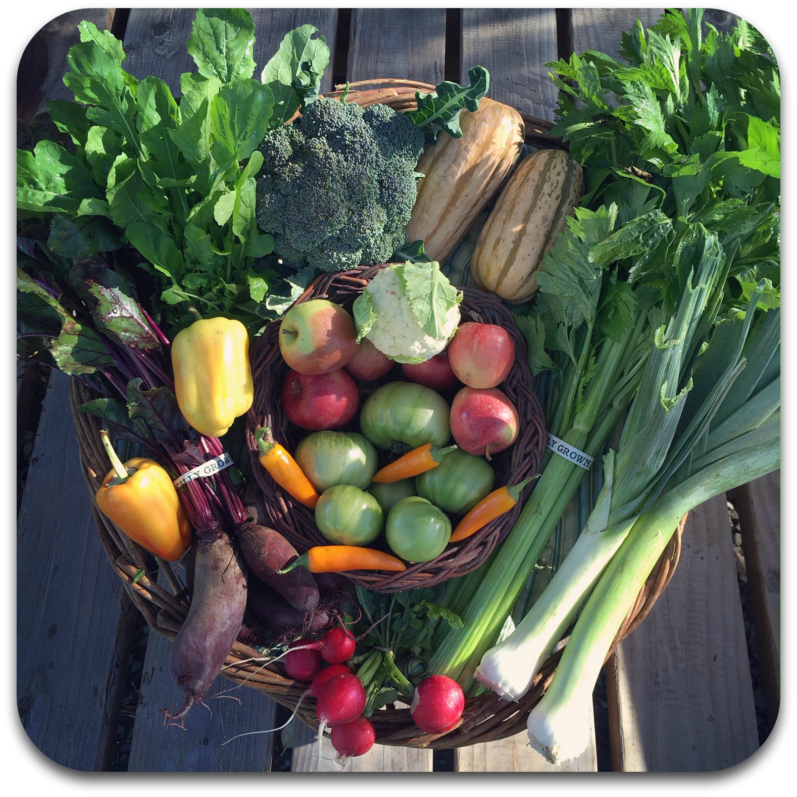 Summer CSA Share – #22