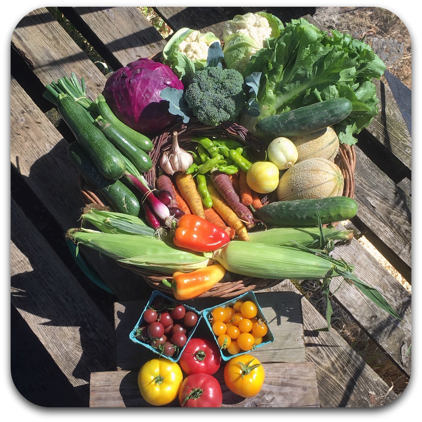 Summer CSA Share – #13