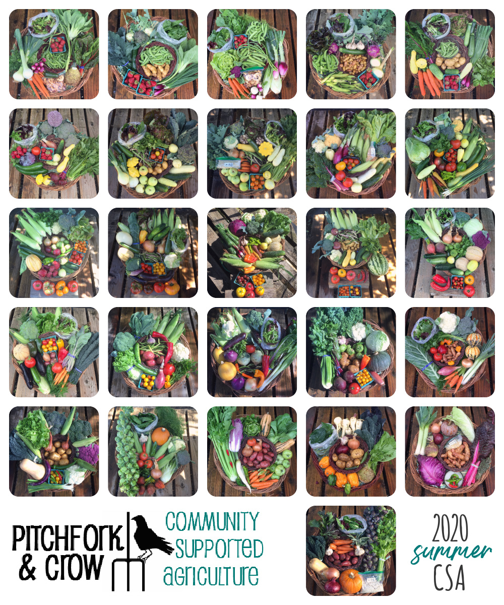 2020csa Pitchfork Crow