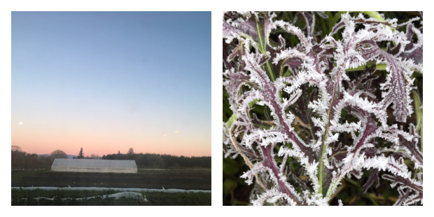 Landscape 1 Pitchfork Crow