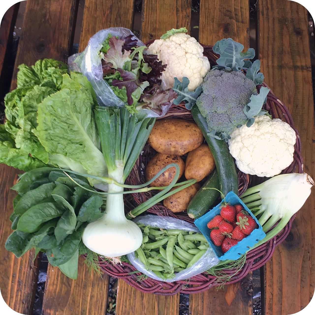 Csa32021 Pitchfork Crow