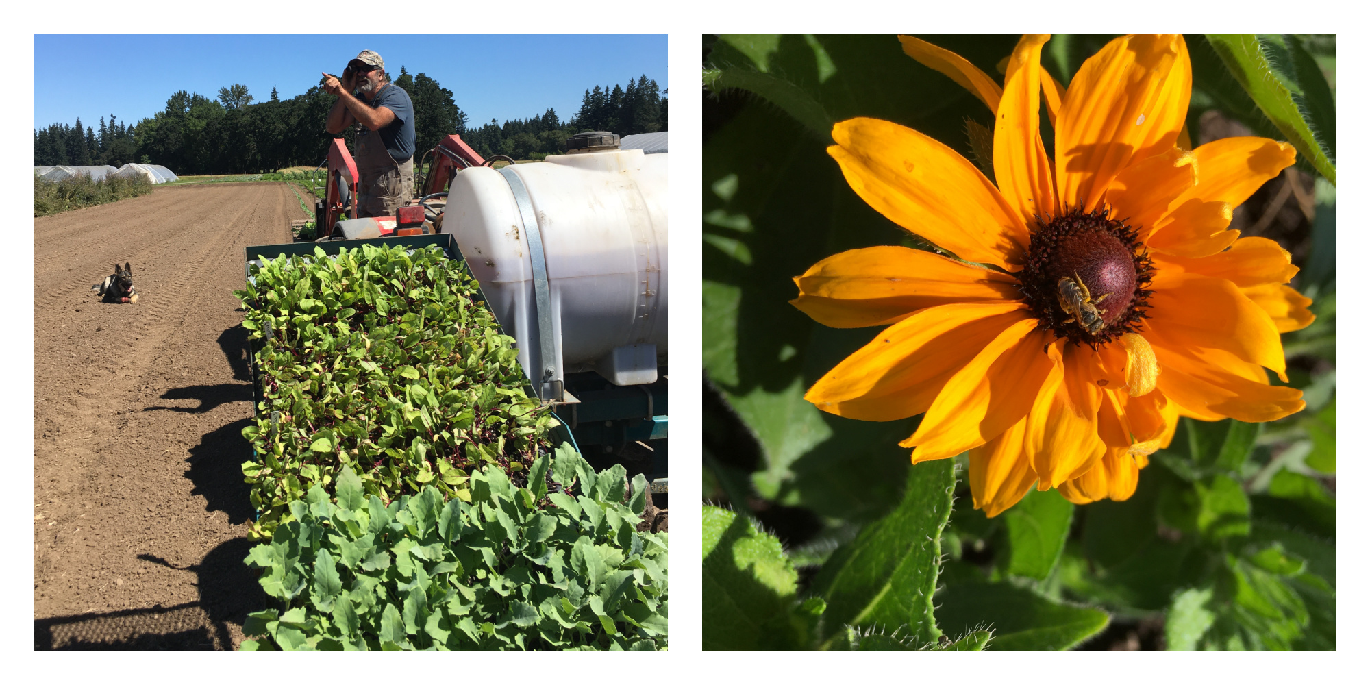 Scene Pitchfork Crow