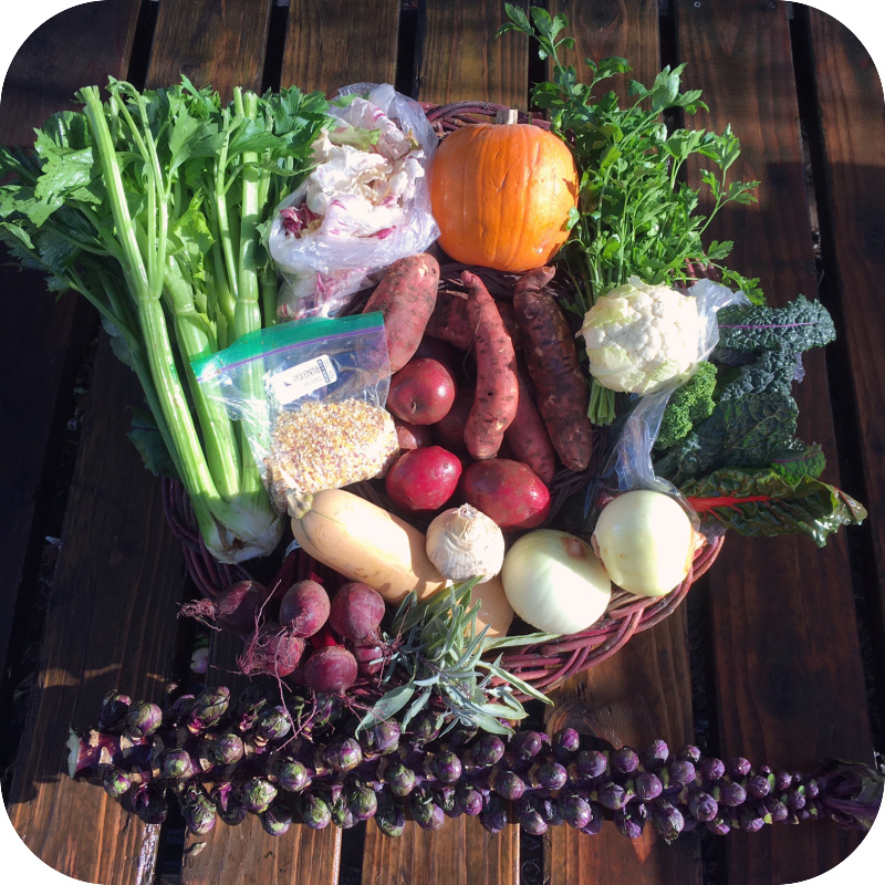Summer CSA Share #26