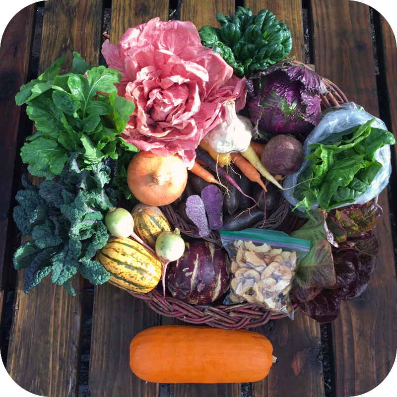 Winter CSA #3