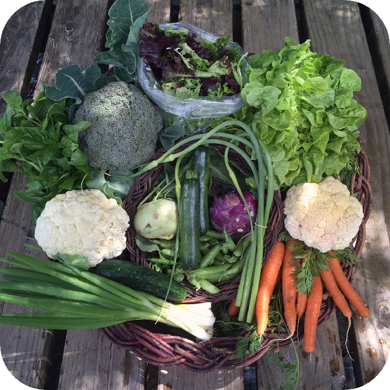 Summer CSA Share #5