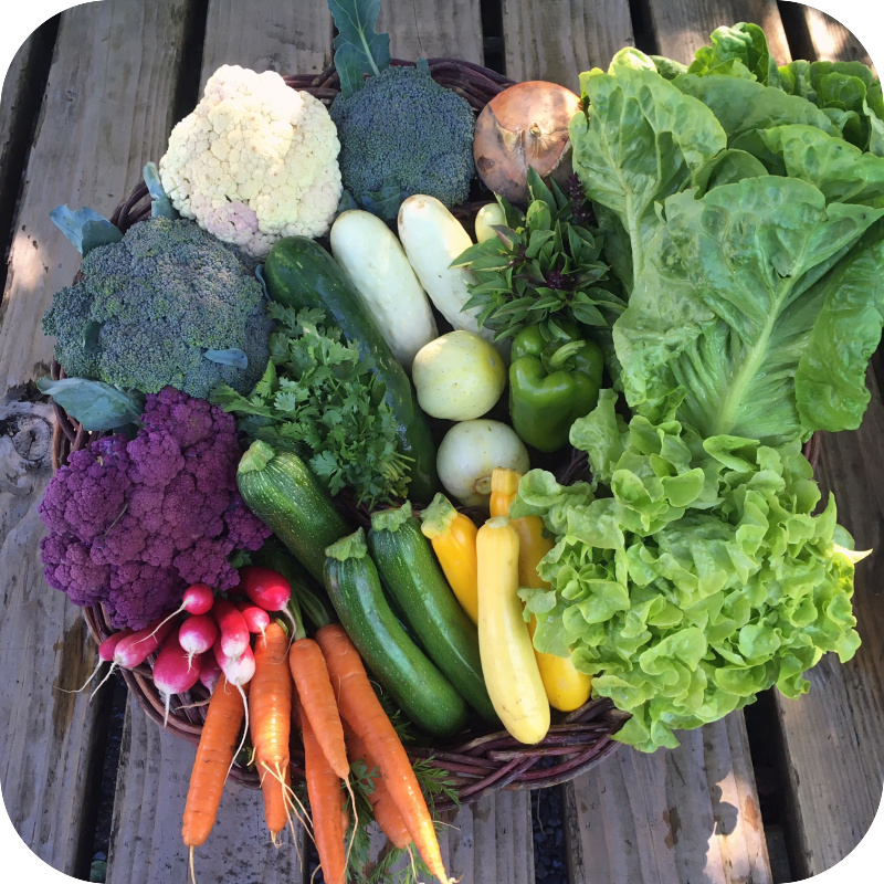 Summer CSA Share #9