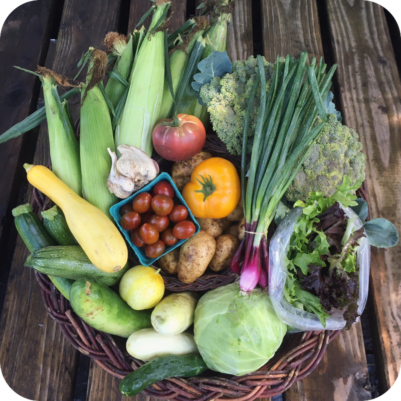 Summer CSA Share #11