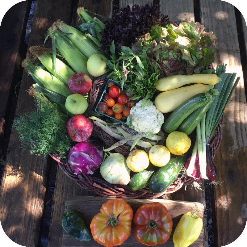 Summer CSA Share #13