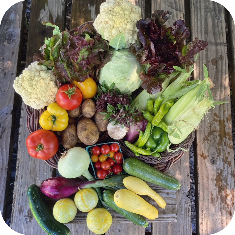 Summer CSA Share #10