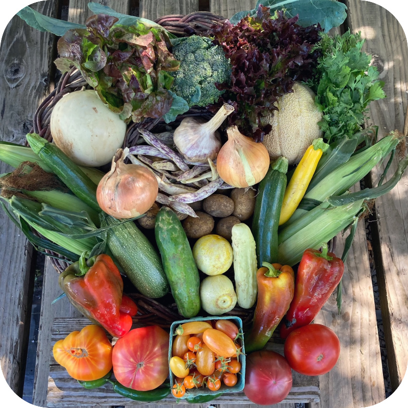 Summer CSA Share #13