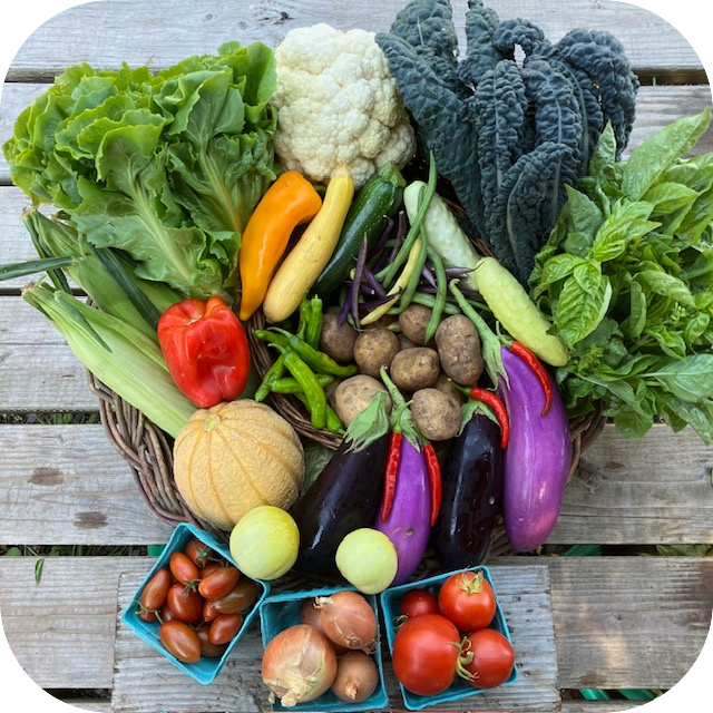 Summer CSA #17