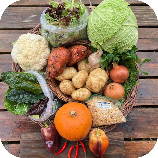 Summer CSA Share #26