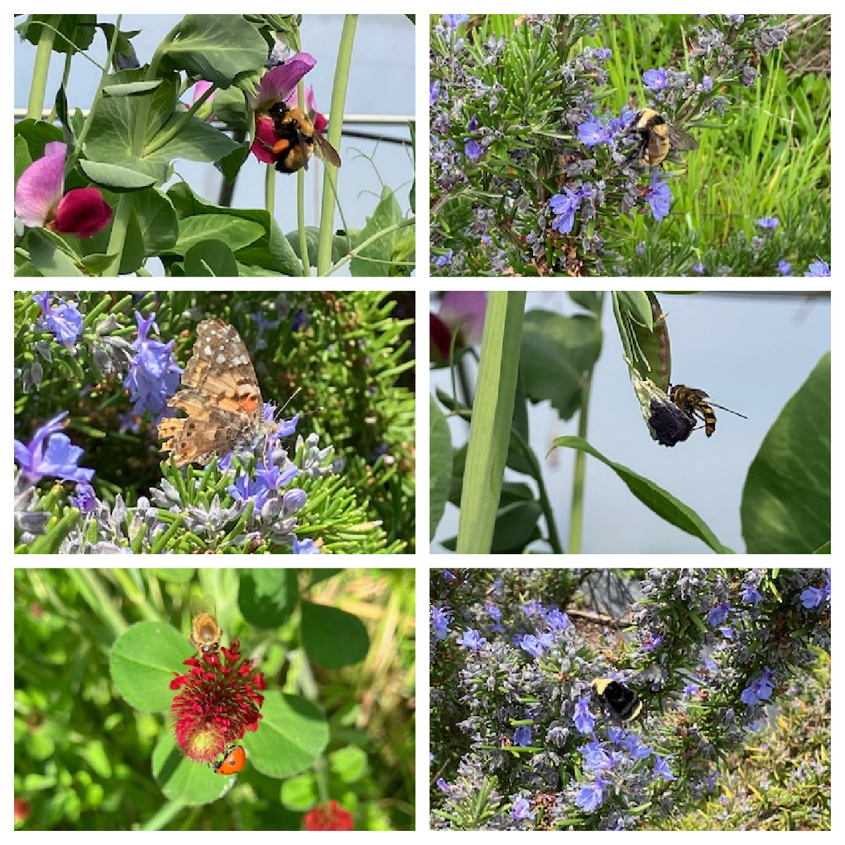 Springing into Summer