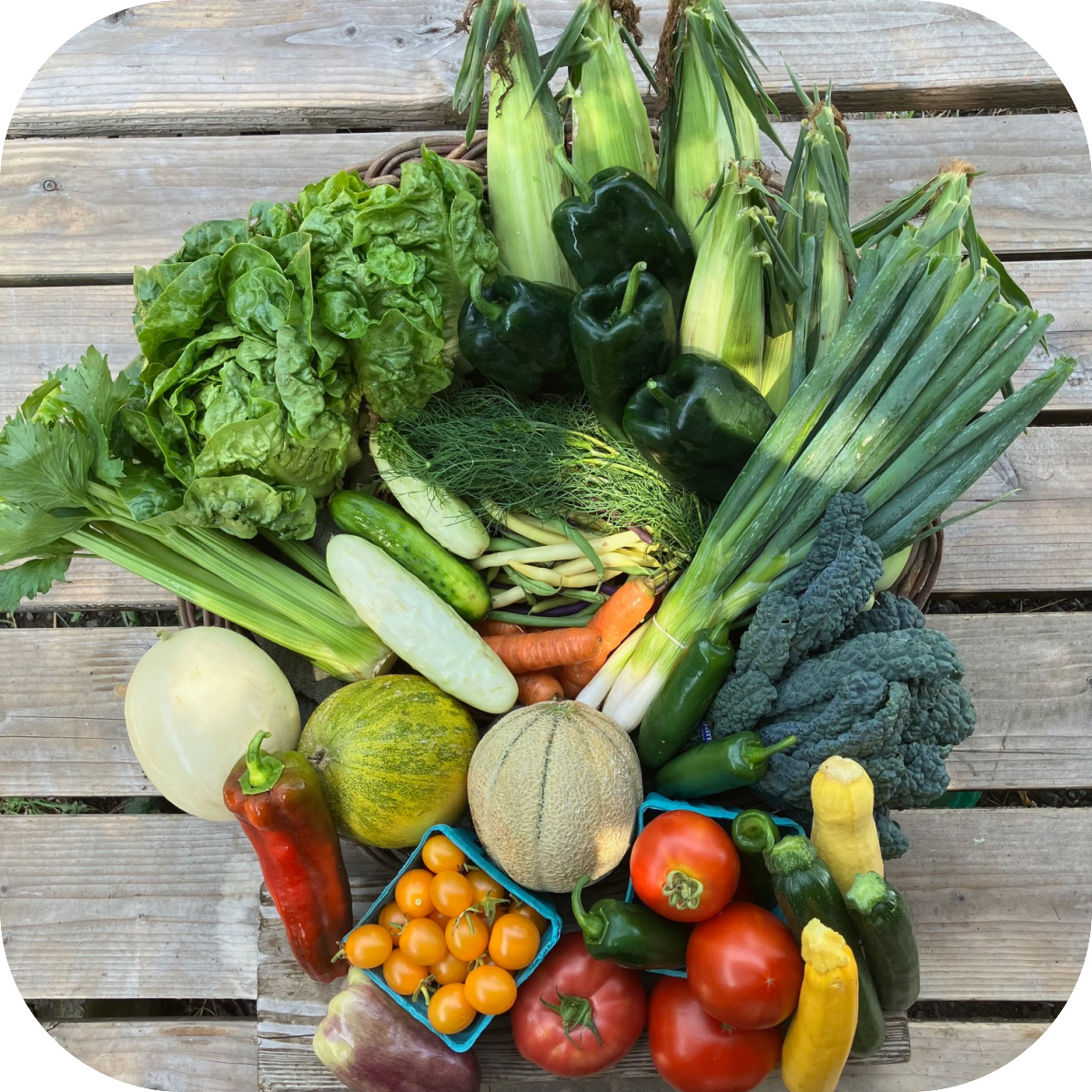 Summer CSA Share #12