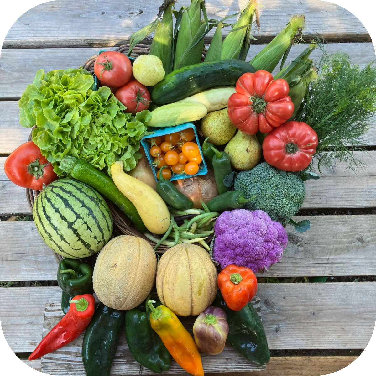 Summer CSA Share #15